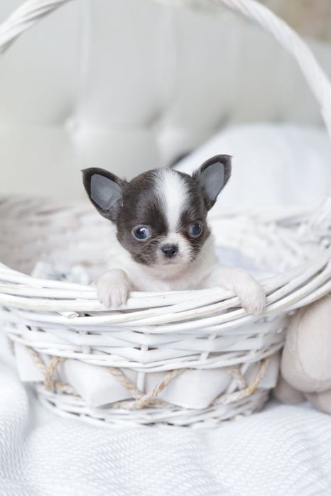 Mini chihuahua FCI chłopak