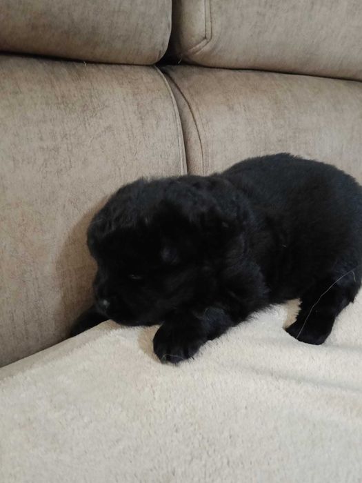 Vendo cadela Chow Chow