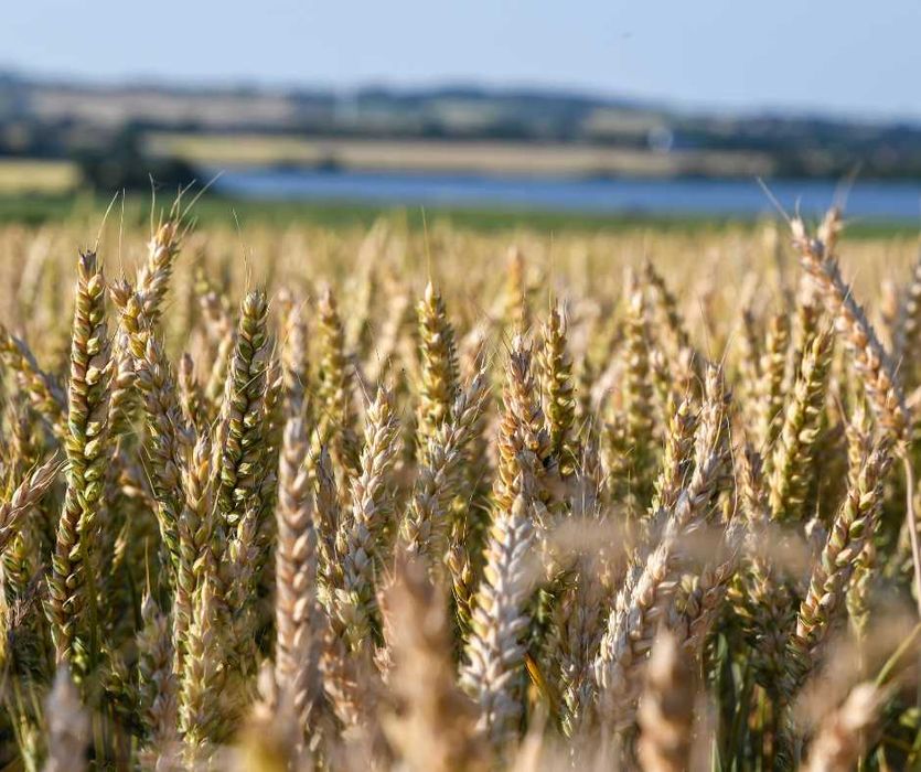 Saletrzak Salmag, Canwil, nawóz azotowy