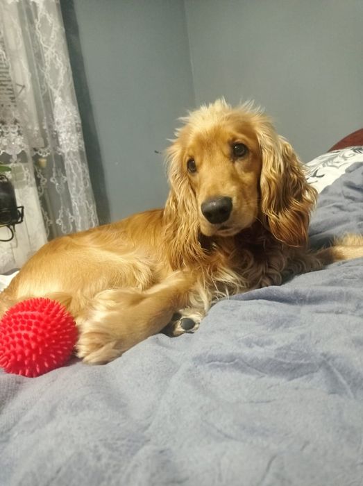 В'язка англійський кокер спаніель