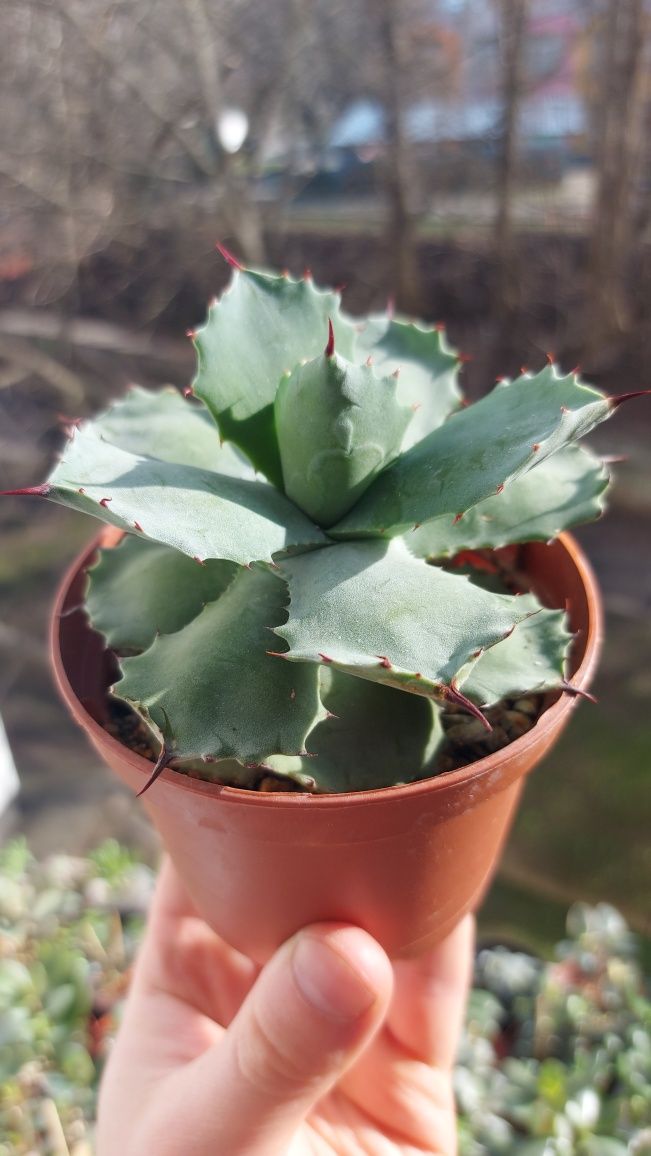 Agave Istmensis Агава Истменсис  compact form