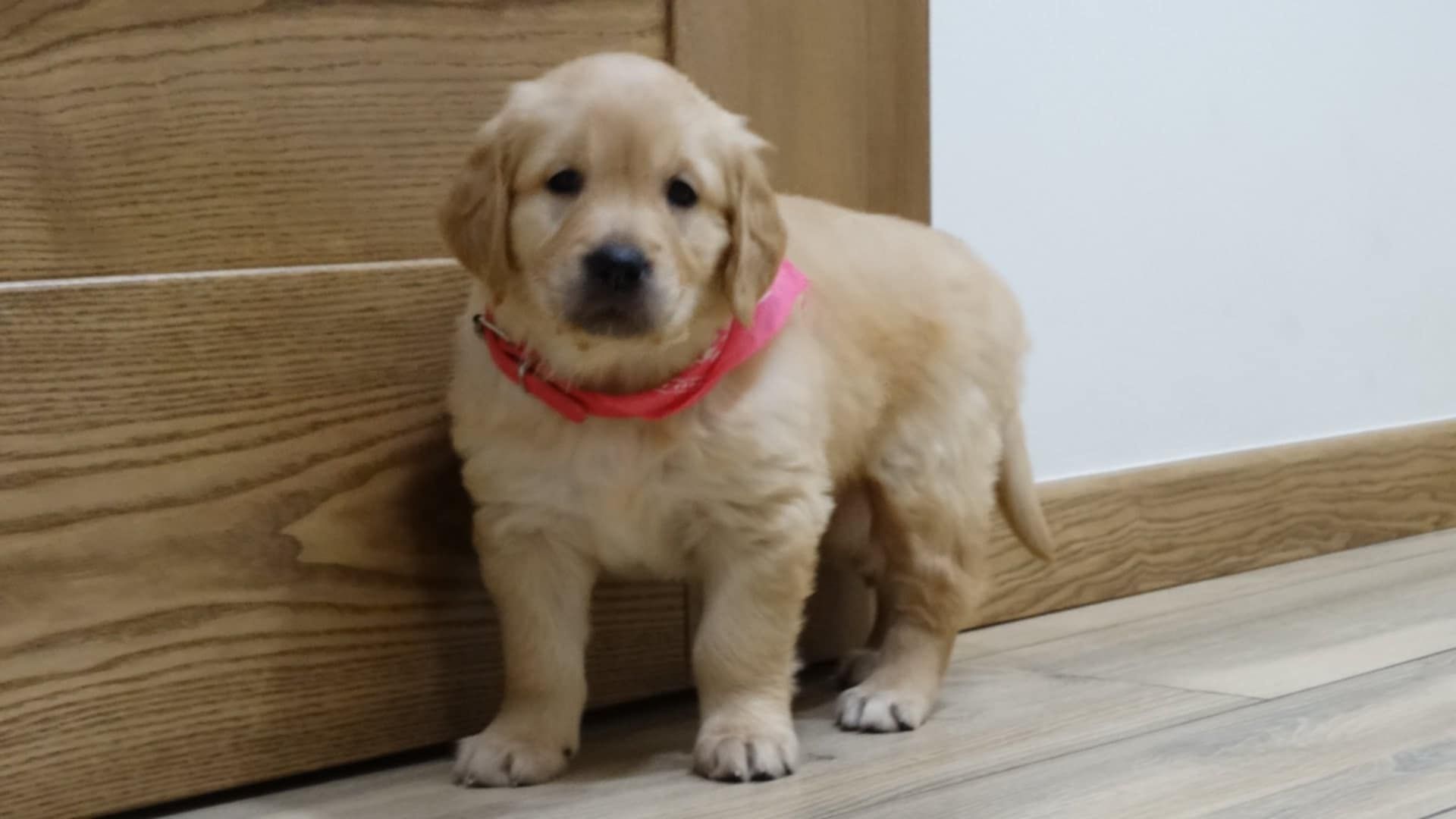 Piesek rasy Golden retriever