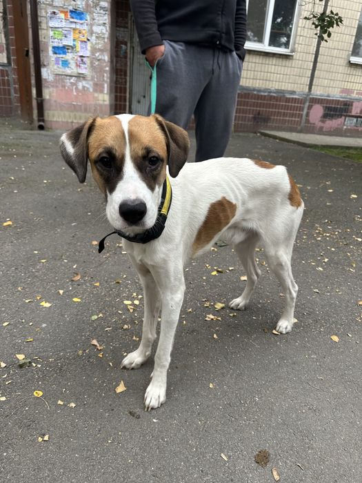 Безкоштовно в надійні руки