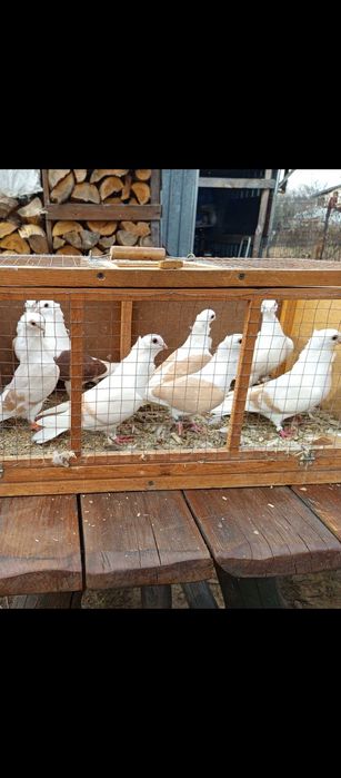 Gołębie mewki żółte