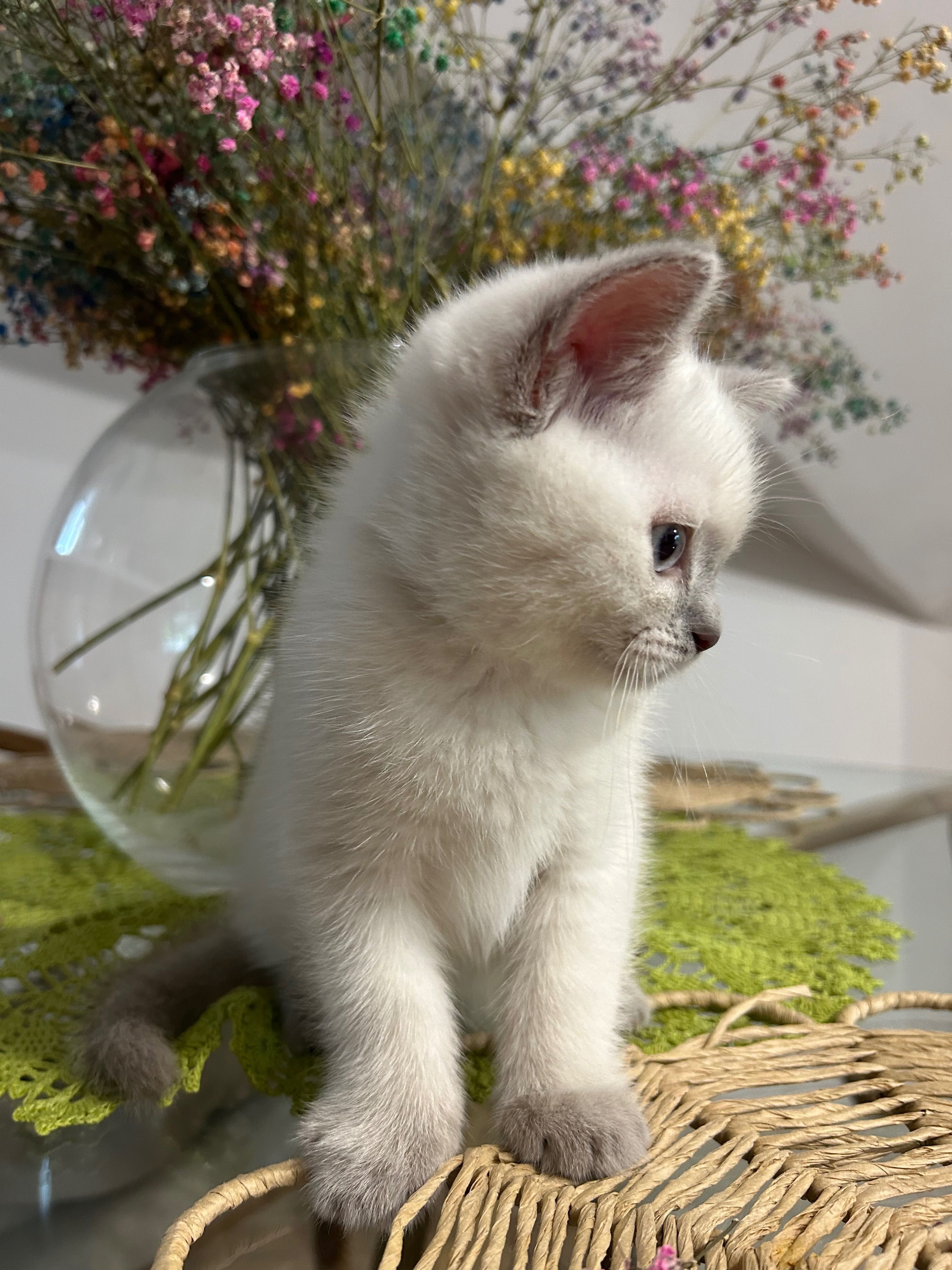 Kot szkocki prostouchy Scottish straight Scottish fold brytyjski