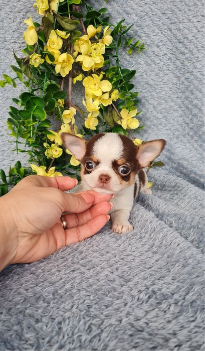 Estupendo super mini mini menino Chihuahua/Chiuaua de Qualidade