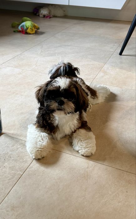 Suczka Shih Tzu ZKwP FCI