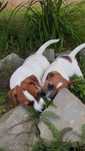 Jack russel terier suczka