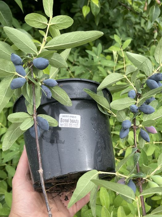 Жимолость саджанці 2-3 річні в горщиках!