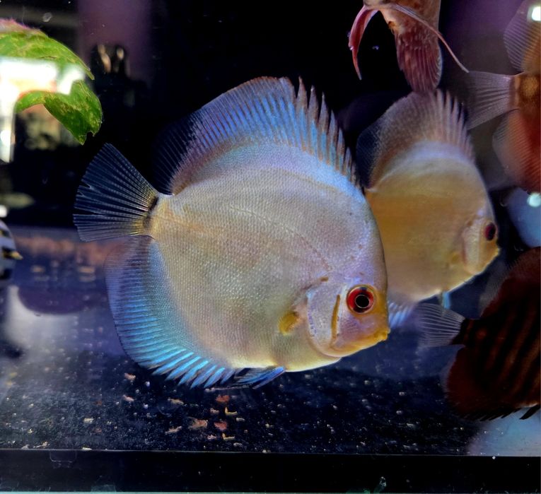 Paletki dyskowce blue diamond