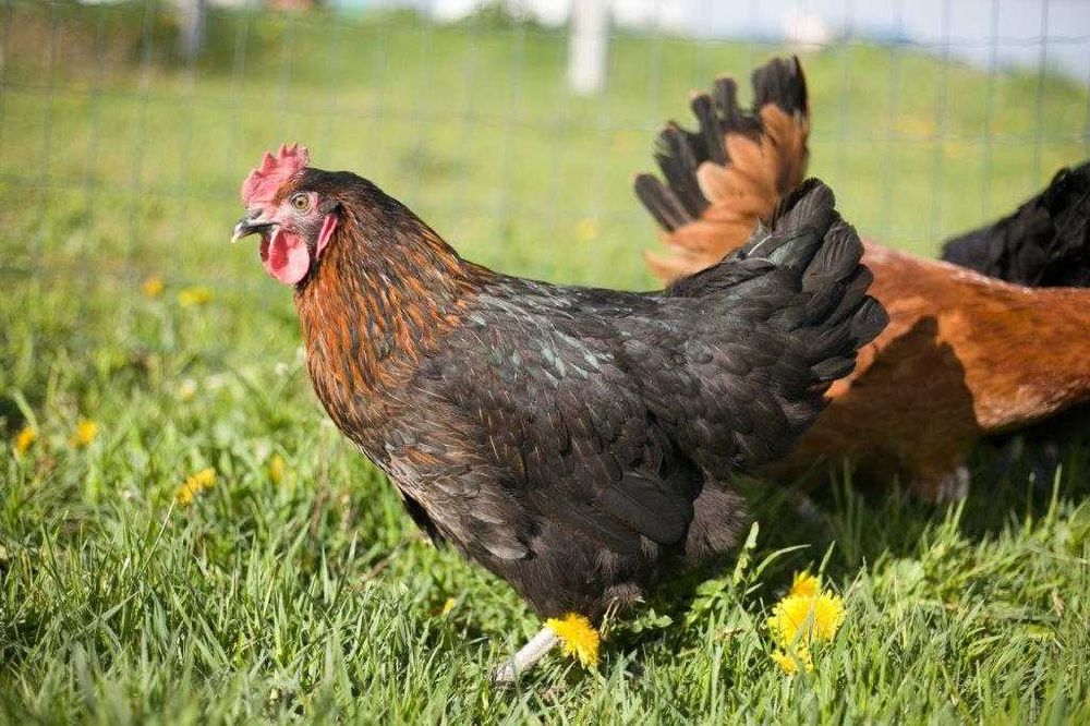 Kury kokoszki nioski Rosa kolorowa na wybieg dowóz Gratis na miejsce