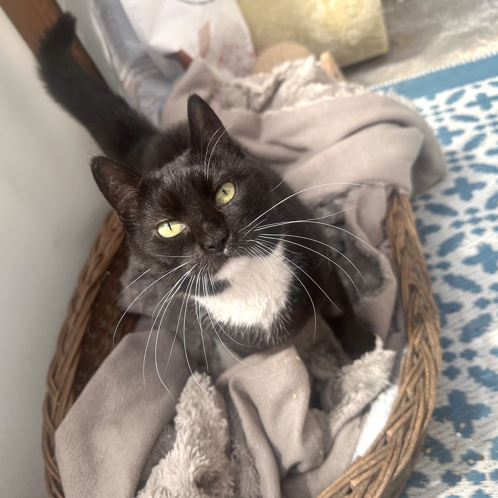 Koty z serca Kaszub polecają się do adopcji!