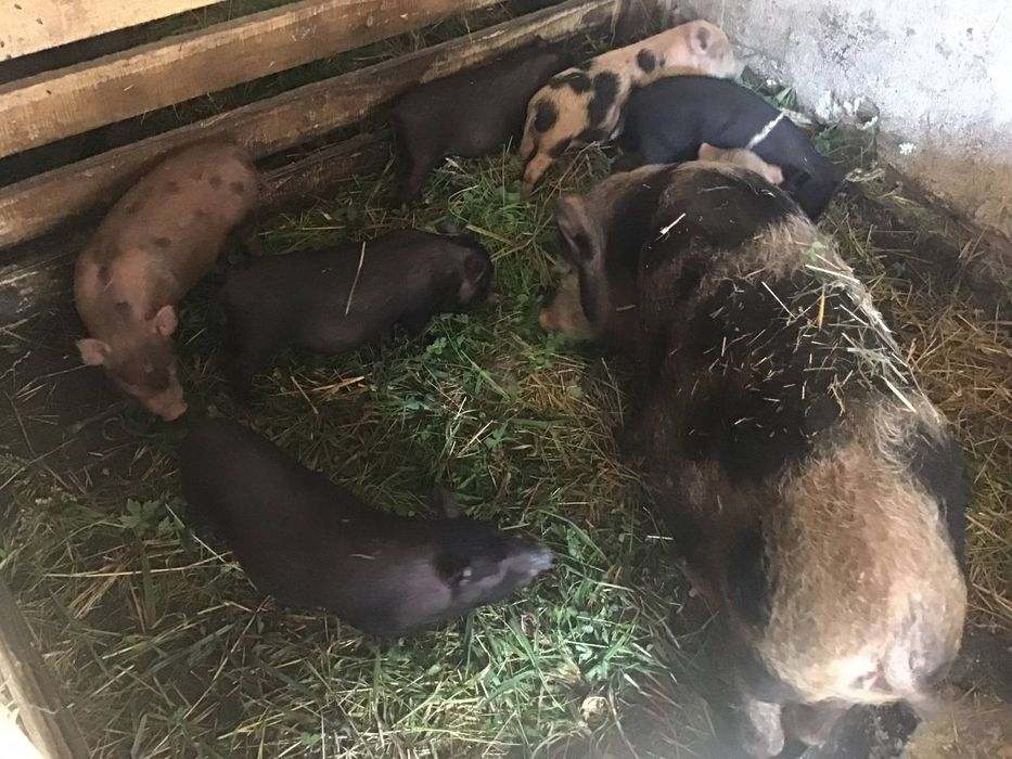 Продам в'єтнамські свинки