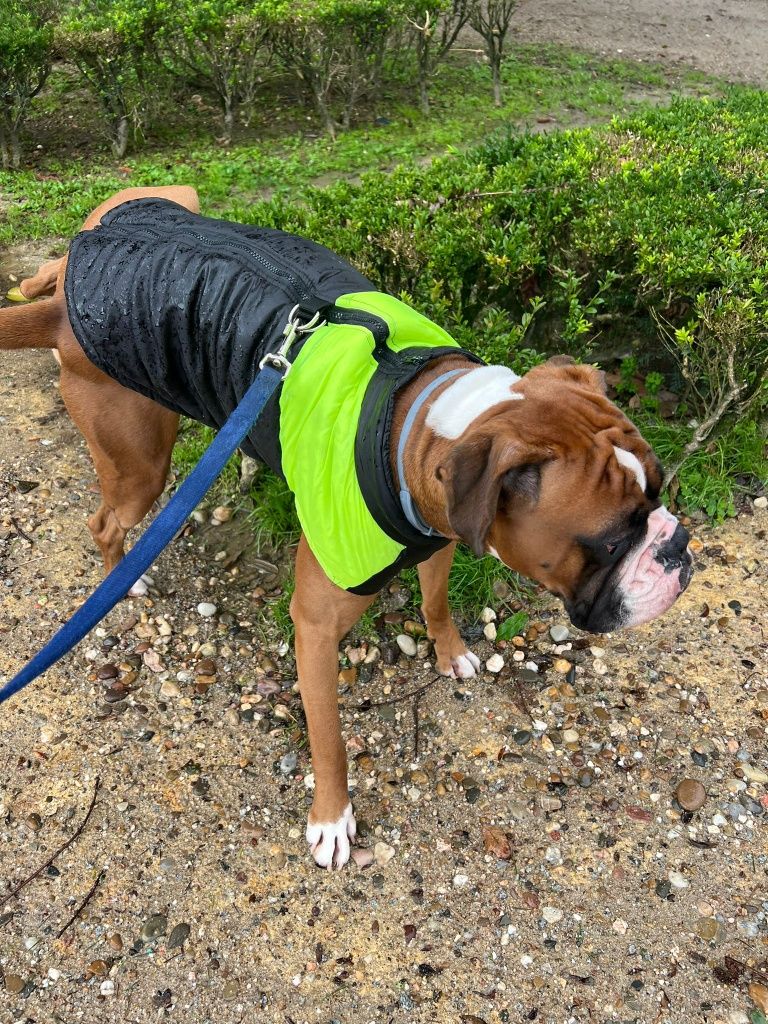 Boxer macho para acasalar