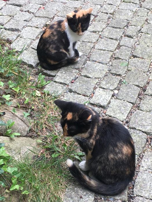 Kotka tricolorka ok. 3-4 miesięczna