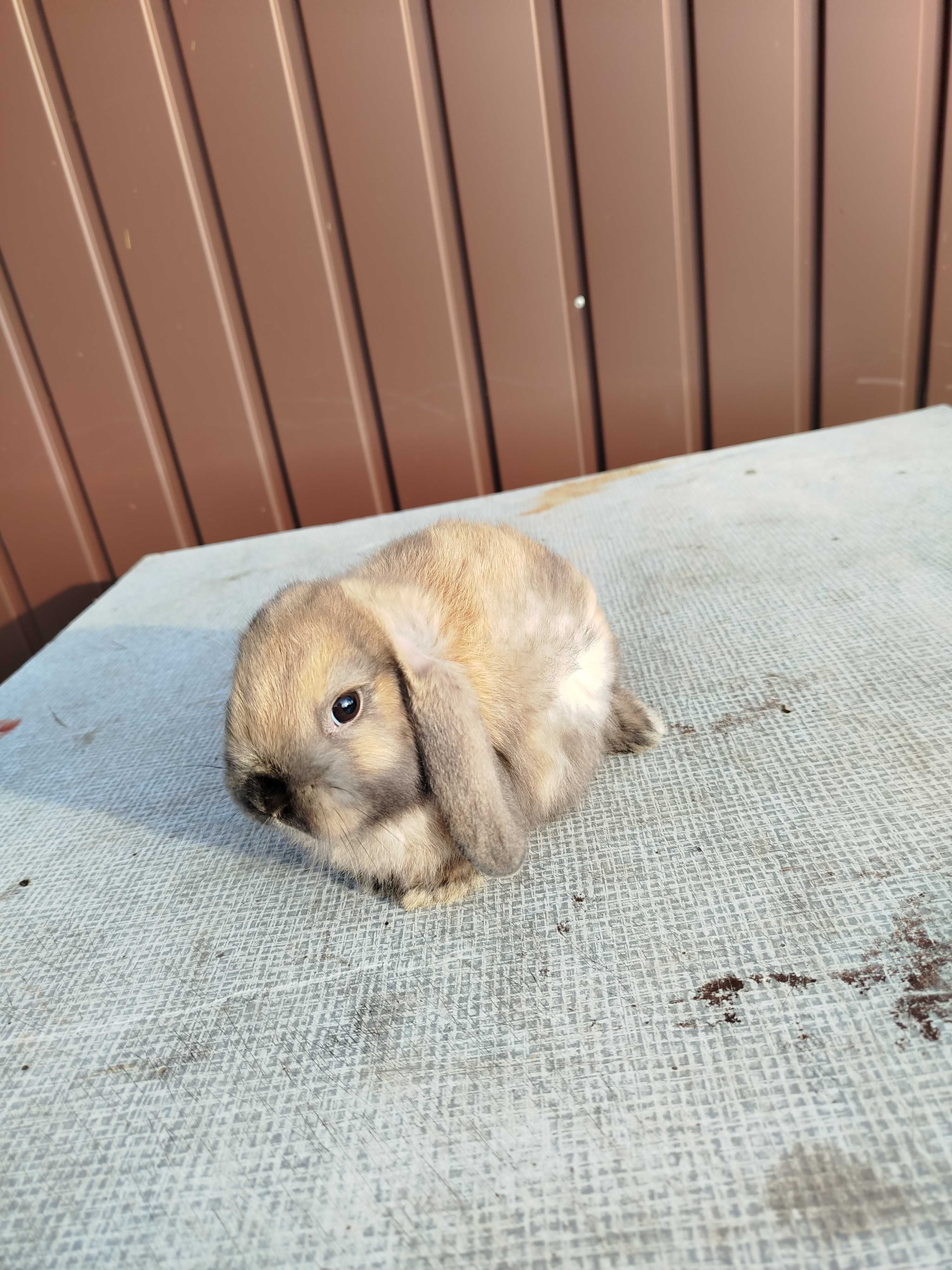 Króliczki miniaturki mini lop