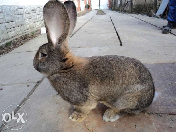 Продаю кролів різних порід