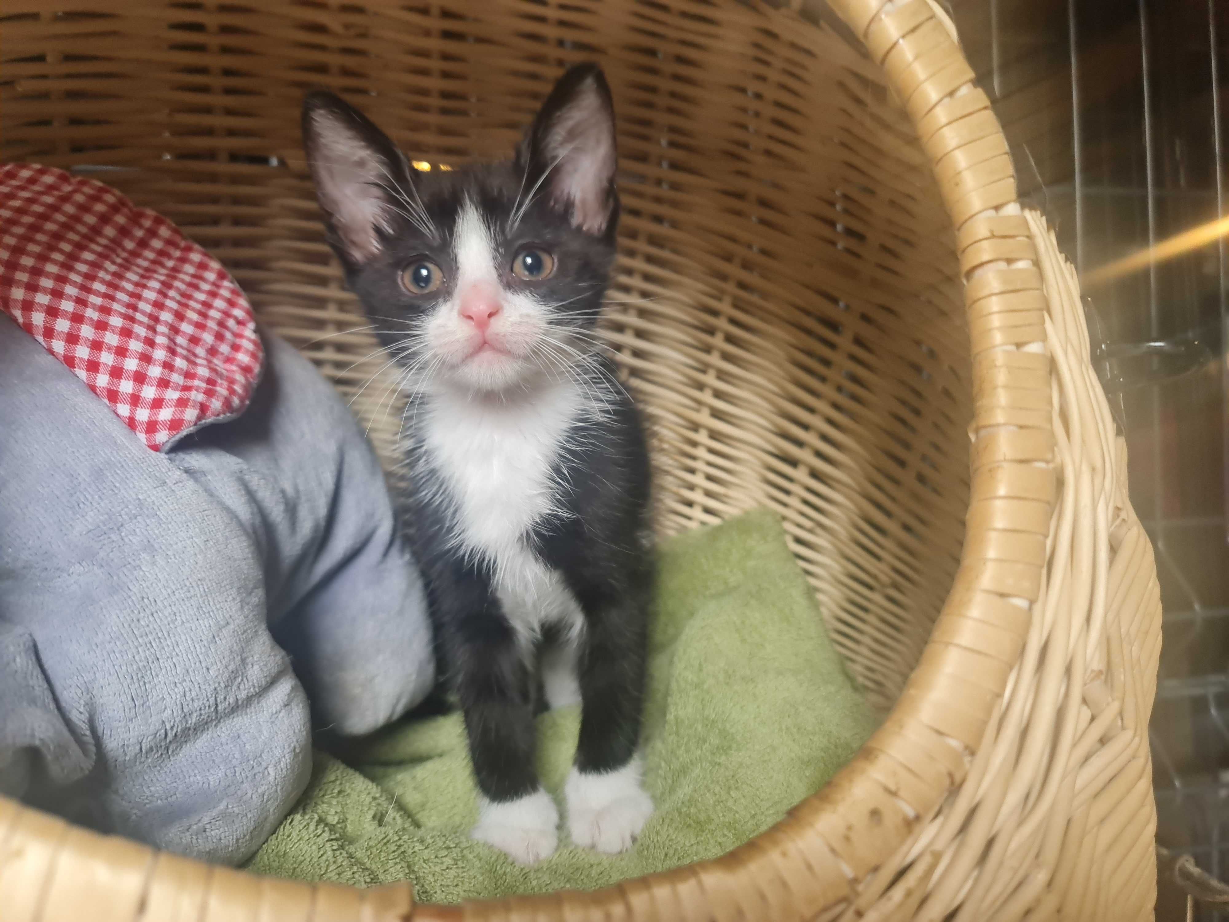Tom ma 8 tygodni i jest zjawiskowy