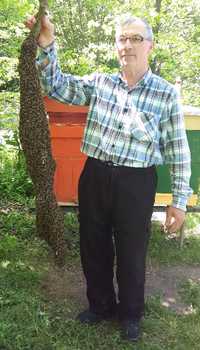 Pszczoły na ramce wielkopolskiej,odkłady i całe rodziny