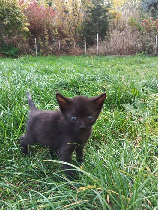 Oddam kocięta do adopcji