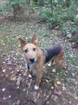 Suczka do adopcji