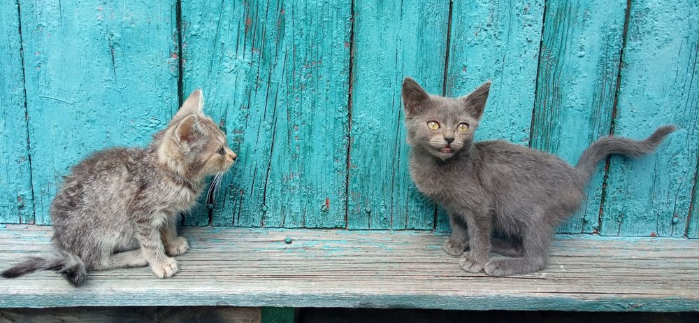Віддам дорослу кицьку і кота та кошенят, котенята,  в добрі руки
