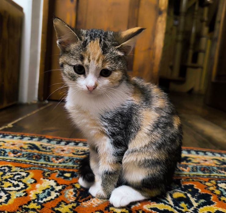 Трьохколірна дівчинка шукає сім'ю