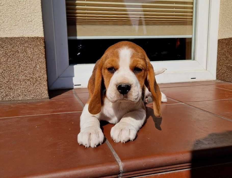 Piękna suczka beagle tricolor z rodowodem