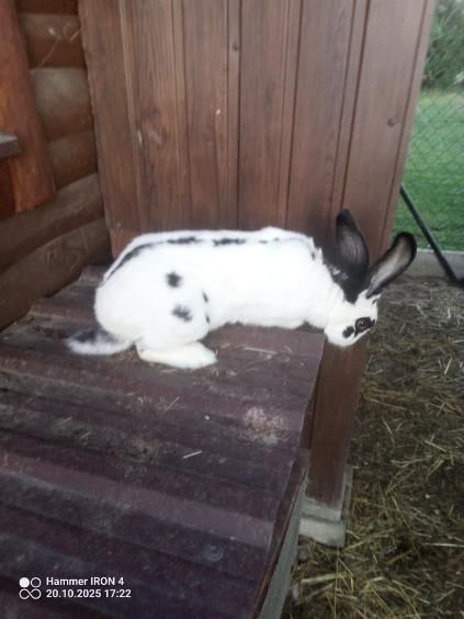 młode króliki samce i samice