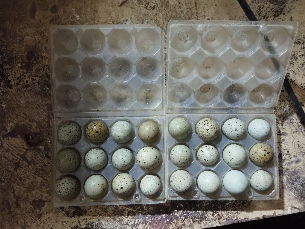 Ovos de codorniz