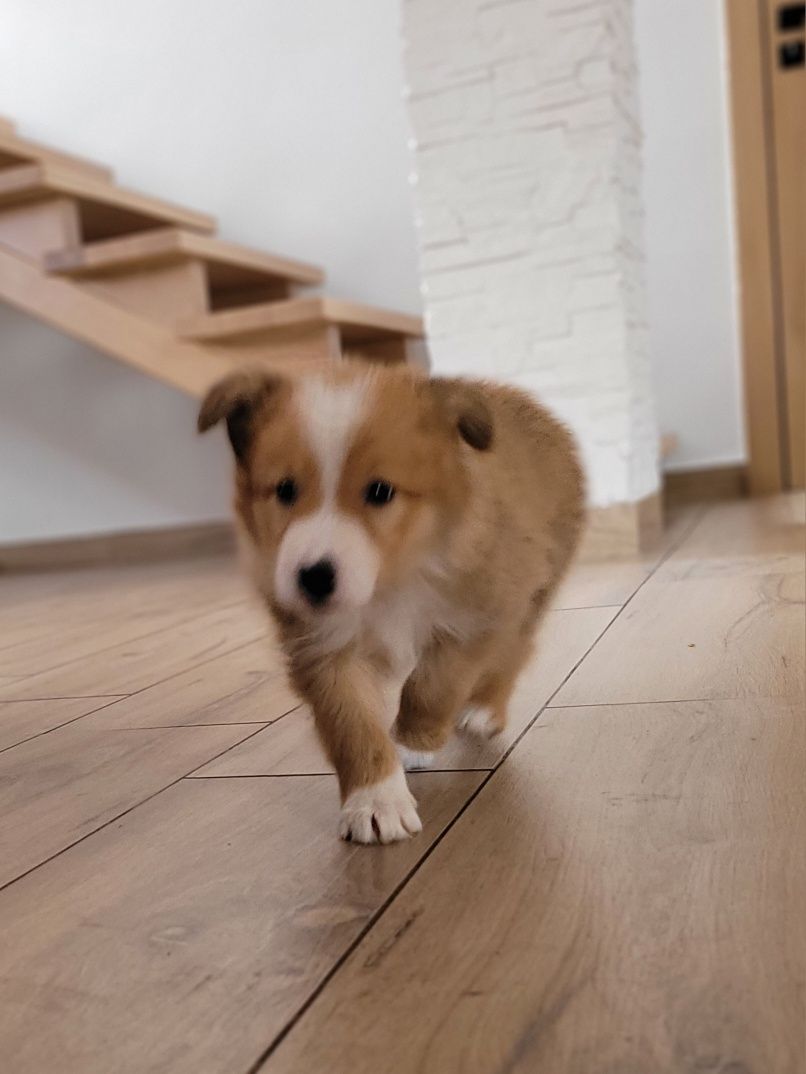 Border Collie Piesek Unikatowe Umaszczenie Piękny