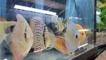 Paletka Dyskowiec blue ,leopard  marboro red melon -Sklep Zoologiczny