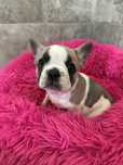 Sprzedam Sunie rasy buldog fancuski