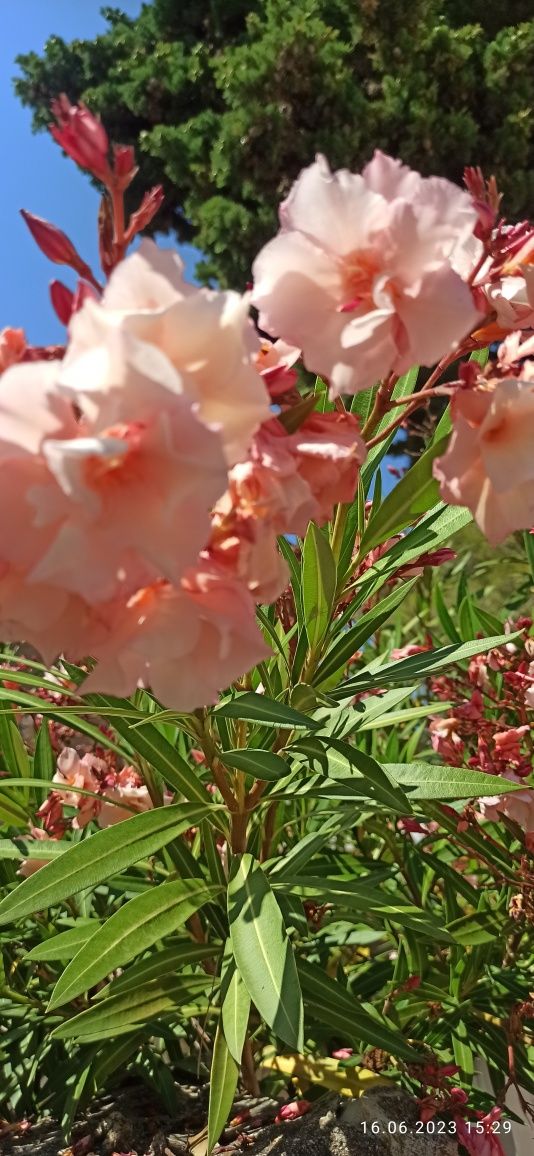 Oleander biały pełny