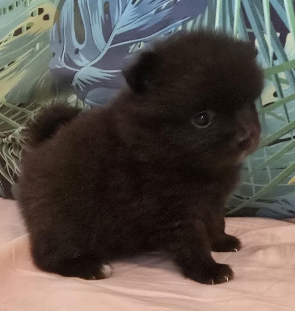 Szpic miniaturowy / pomeranian
