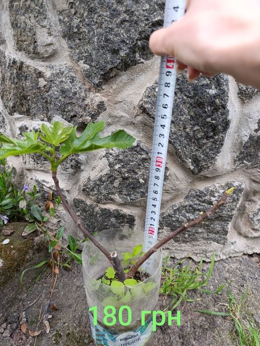 Інжир Поморійський 6 , Брунсвік / Саженці  /Инжир Поморийский6