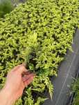 Danica, golden/blue carpet, wiltoni, pacyfic blue, taxus, blue star