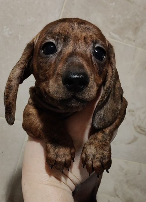 Цуценята мініатюрної такси з документами клубу