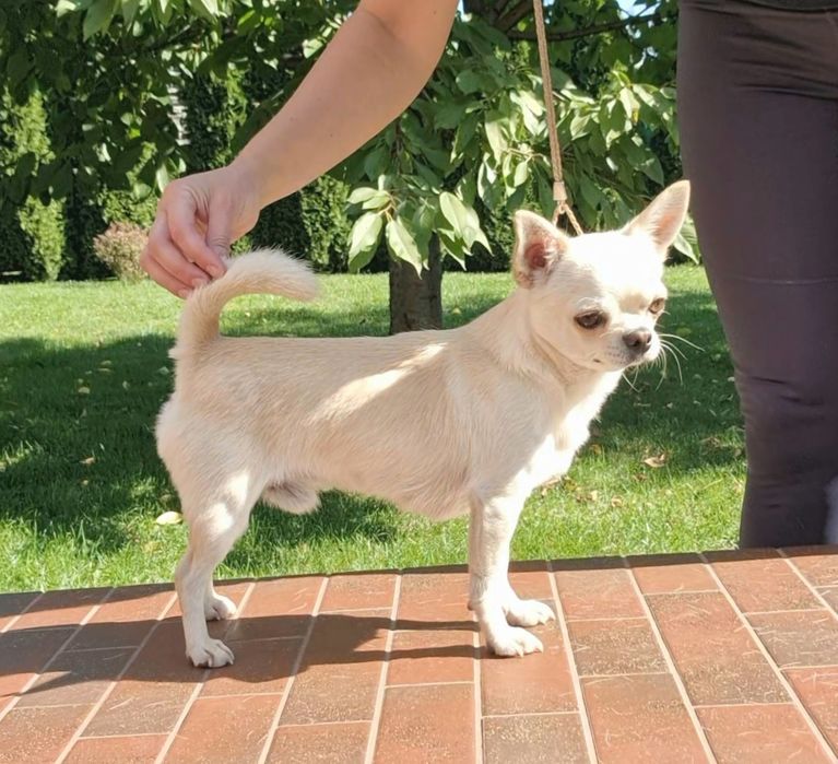 Малюк Чіхуахуа з розплідника BERHOF КСУ-FCI