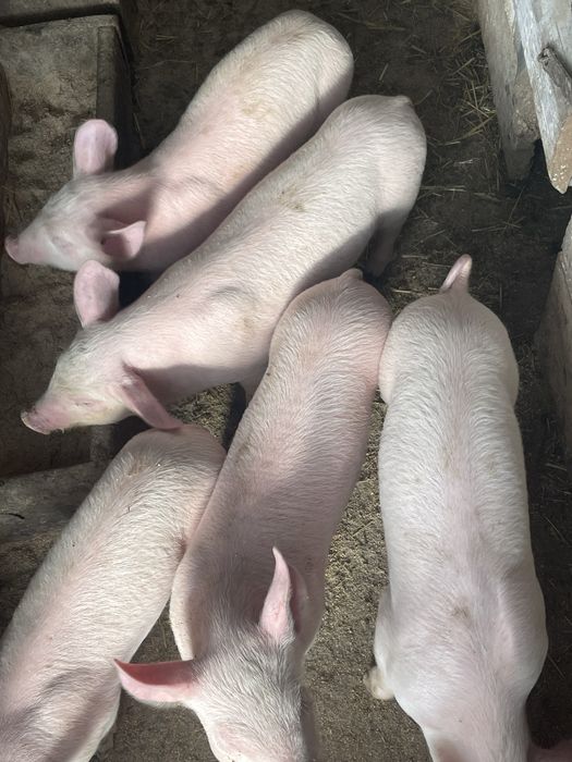 Продам поросят,порода велика біла,вік 6 неділь