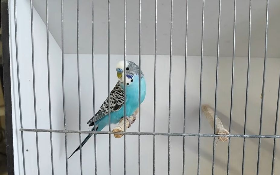 Periquitos australianos