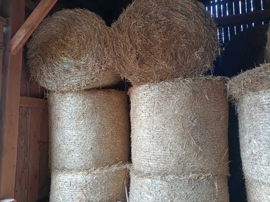słoma sucha ze stodoły, do ściółkowania