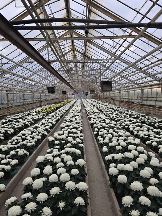 Sprzedam chryzantemy