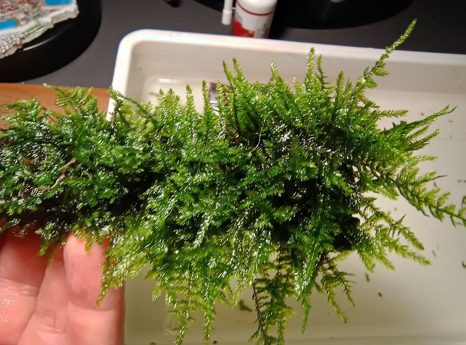 Peacock moss . Mech pawi.