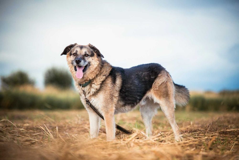 Hagi – rodzinny pies do przytulania, nie do życia za kratami