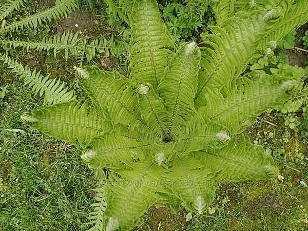 Папороть садова, зимо стійка