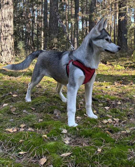 Husky – urocze szczenię z rodowodem, gotowe do odbioru
