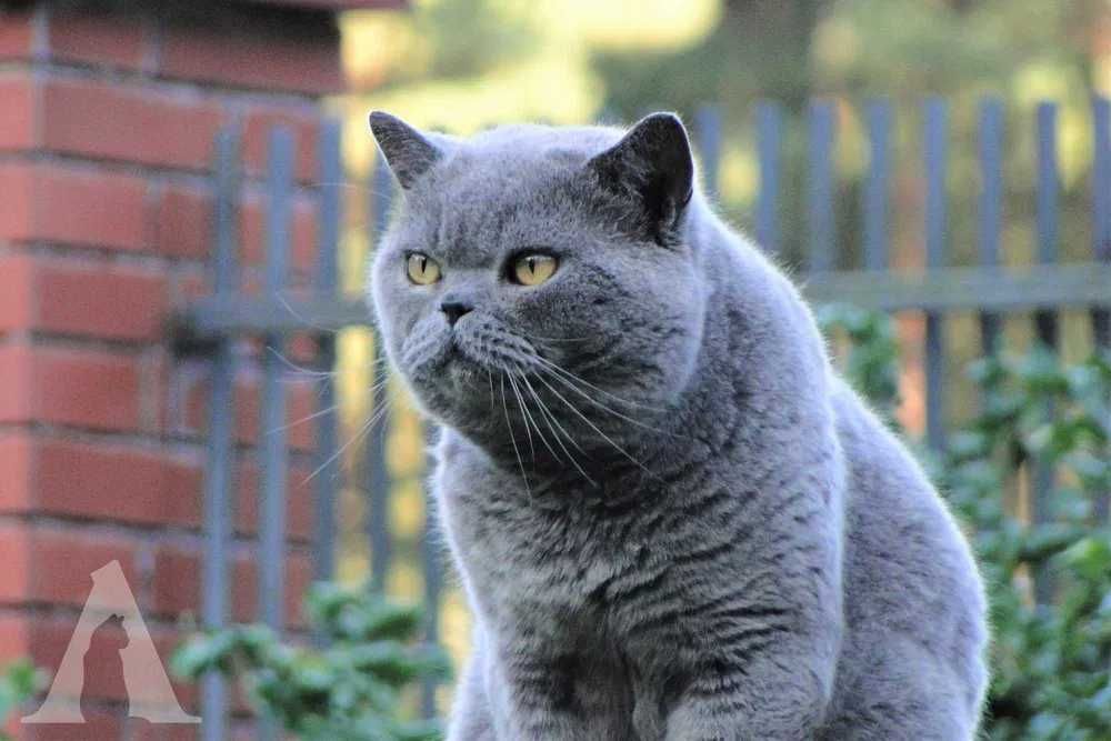 Koty brytyjskie krótkowłose / kocurek niebieski / FPL / Akneri*PL