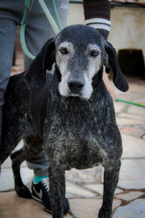 Lua sénior para adopção