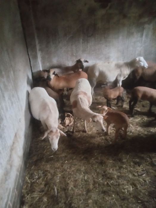 Sprzedam baranice kameruńskie z młodymi